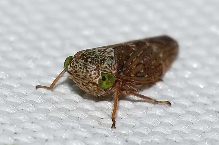 Cicadellidae e  Lepyronia coleoptrata